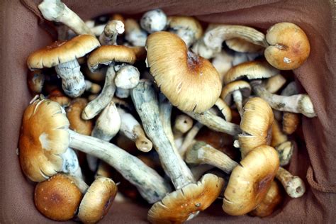 Magic Mushrooms Go Mainstream: Can They Really Help Cancer Patients ...