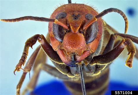 Murder wasps - time to panic? Asian giant hornet, Vespa mandarinia — Bug of the Week