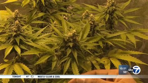 Illinois lawmakers push to fully legalize marijuana - ABC7 Chicago