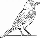 Realistic Robin Bird coloring Page  Download Print Or Color Online sketch template