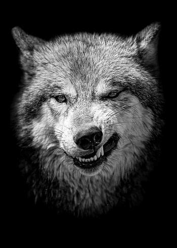 Update more than 77 angry wolf wallpaper latest - xkldase.edu.vn