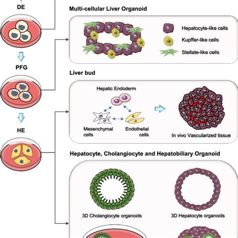 (PDF) Emerging liver organoid platforms and technologies