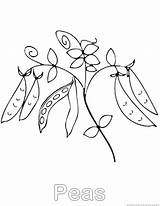 Coloring Pages  Pea Plant sketch template