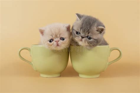 139 Kittens Cups Stock Photos - Free & Royalty-Free Stock Photos from Dreamstime