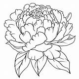 Peony Coloring Pages  ColoringLib sketch template