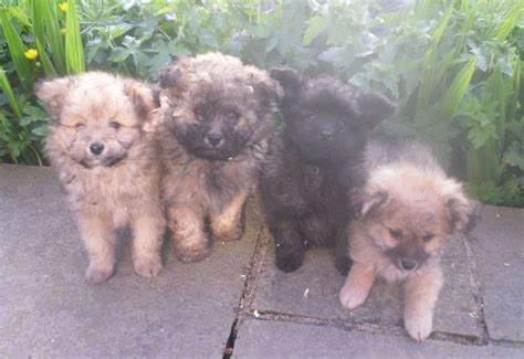 Pomapoo (Pomeranian-Poodle mix) Info, Temperament, Puppies, Pictures