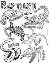 Reptiles Coloring Page Animal Science Activities  Etsy sketch template