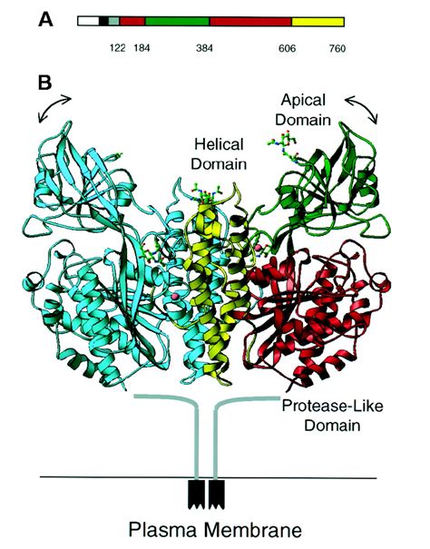 Crystal Structure of the Ectodomain of Human Transferrin Receptor | Science