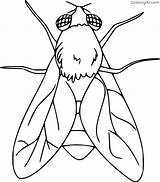Fly Coloring Pages  Cool sketch template