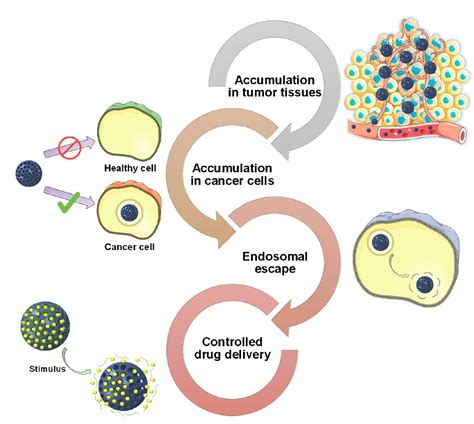 Influence of the Surface Functionalization on the Fate and Performance of Mesoporous Silica ...