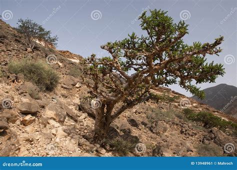 Frankincense Tree Stock Image - Image: 13948961