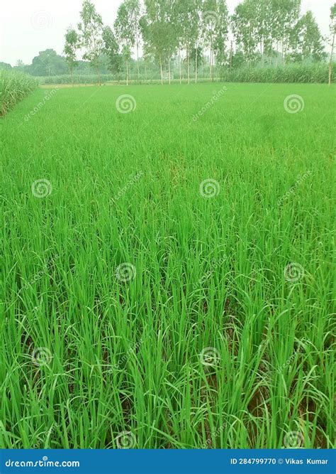 Basmati Rice Farming Village India Stock Photo - Image of farming, india: 284799770