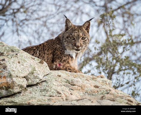 Iberian lynx ( Lynx pardinus ) lying down on a rock in Spain Stock ...