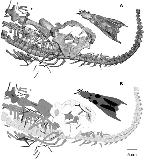 Nothosaurus juvenilis Edinger, 1921 skeleton (= Holotype of "N ...