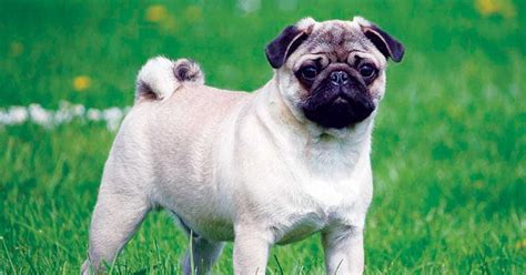 Awesome Pug Names – 250+ Sweet, Silly & Adorable Ideas