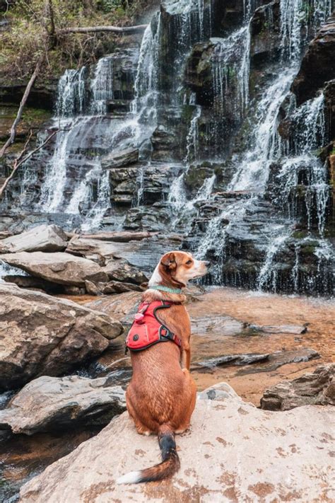 Hike to Yellow Branch Falls [Trail Guide]