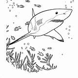 Basking Shark Coloring Pages At GetColoringscom  Free Printable sketch template