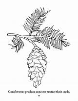 Pine Cone Coloring Pages Printable Sketch Page sketch template