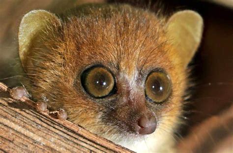 Madame Berthe's Mouse Lemur Profile, Behavior, Diet, Facts - Primates Park