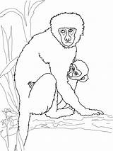 Cute Monkey Coloring Pages For Kids sketch template