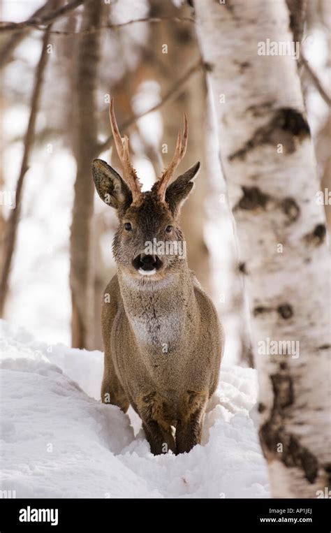 Roe Deer buck Capreolus capreolus Scottish Highlands winter Stock Photo ...