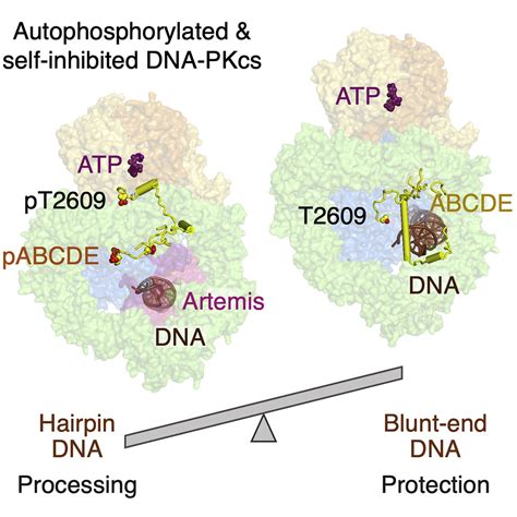 Autophosphorylation transforms DNA-PK from protecting to processing DNA ...