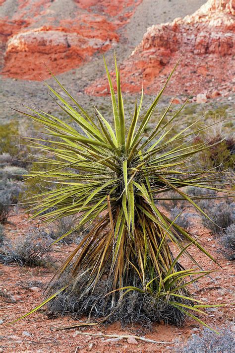 Yucca in Desert Photograph by Evgeniya Lystsova | Fine Art America