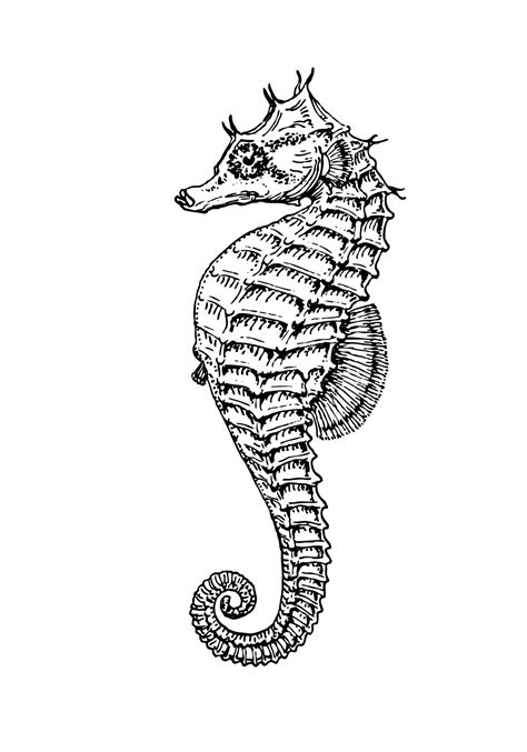 Seahorse Clipart Illustration Free Stock Photo - Public Domain Pictures
