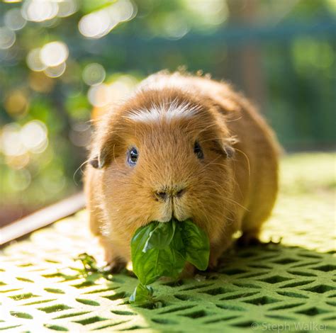 Healthy treats for guinea pigs | Small Pet Select