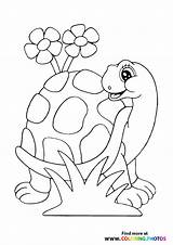 Turtle In Nature  Coloring Pages For Kids sketch template