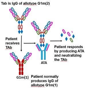 Allotype Antibodies: Definition & Immunology | Study.com