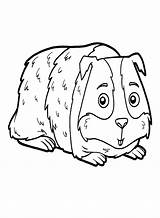 Guinea Pig For Children Coloring Page  Free Printable Pages sketch template