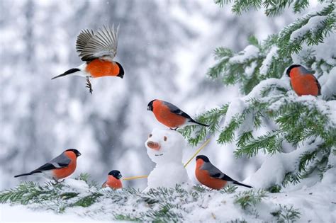 Ботаничка on Twitter | Beautiful birds, Pretty birds, Winter bird