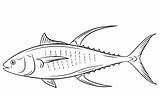 40  Tuna Coloring Pages Free Printable PDF & Online sketch template