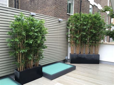 Bamboo Plants For Screening - Plants BY