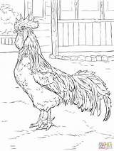 Brown Leghorn Rooster coloring Page  Free Printable Coloring Pages sketch template