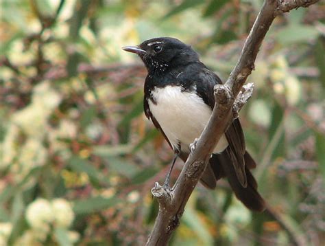 A brave Willie Wagtail - Trevor's Birding