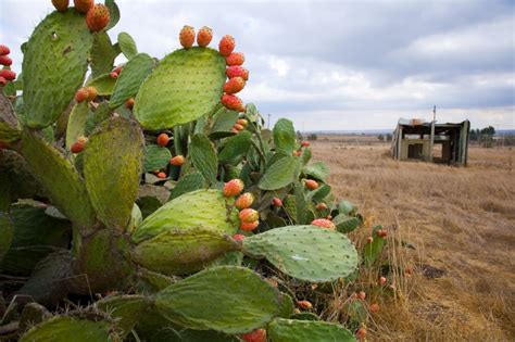 5 Fakta Unik Prickly Pear, Buah Cantik yang Berasal dari Pohon Kaktus