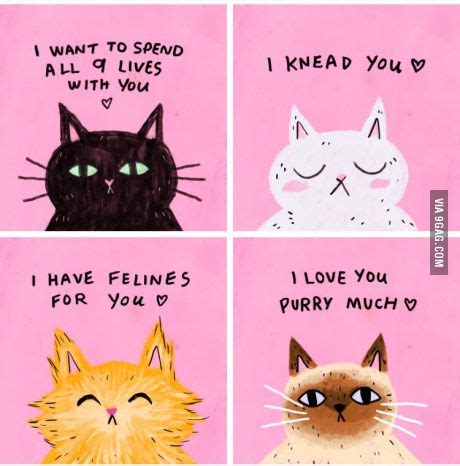 Just For Fun | Cat pick up lines, Cat memes, Feline