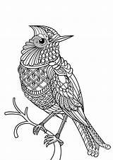 Bird  Coloring Pages sketch template