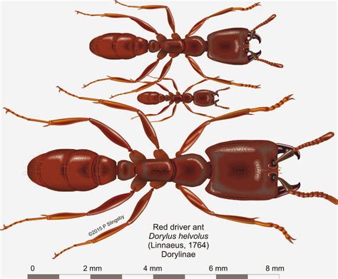 - Ants of Southern Africa -: Dorylus helvolus: the Red Driver ant | Ants, Small black ants ...