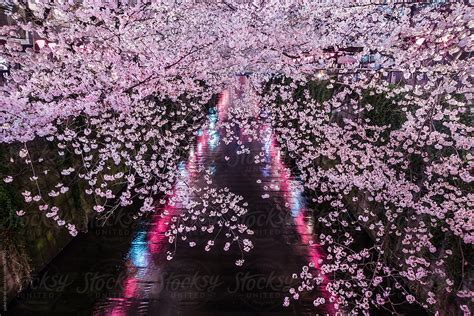 "Japanese Cherry Blossoms At Night Over Meguro River" by Stocksy Contributor "Yuko Hirao" - Stocksy