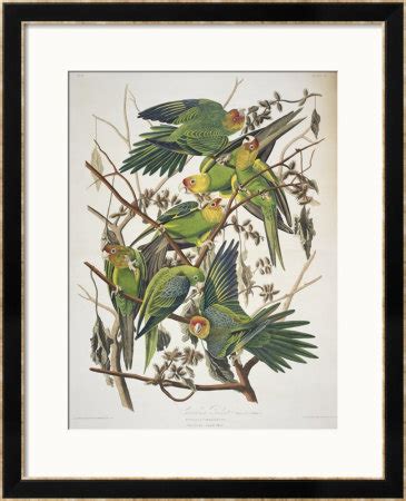 Carolina Parakeet, From Birds Of America, 1829 Limited Edition Print by John James Audubon ...