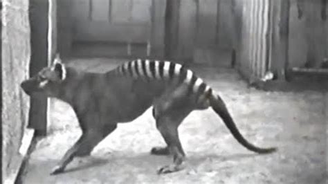 10 Rare Videos of Extinct Animals