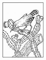 Beautiful Cactus Coloring Pages PDF  Coloringfoldercom sketch template