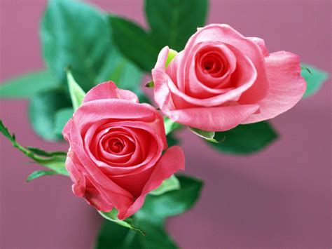 Wallpapers Of Rose Flower - Wallpaper Cave