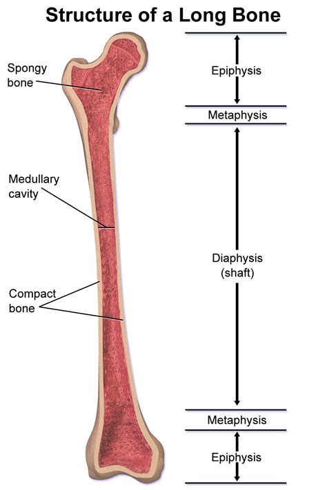File:Structure of a Long Bone.png