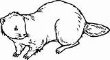 Simple Coloring Picture Of A Beaver Pages sketch template