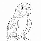 Cute Grey Parrot Coloring Pages For Adults Outline Sketch Drawing  sketch template