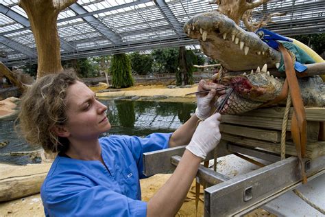 4 Insider Tips to Get a Zoo Job | Zoo veterinarian, Zoo, Vet school